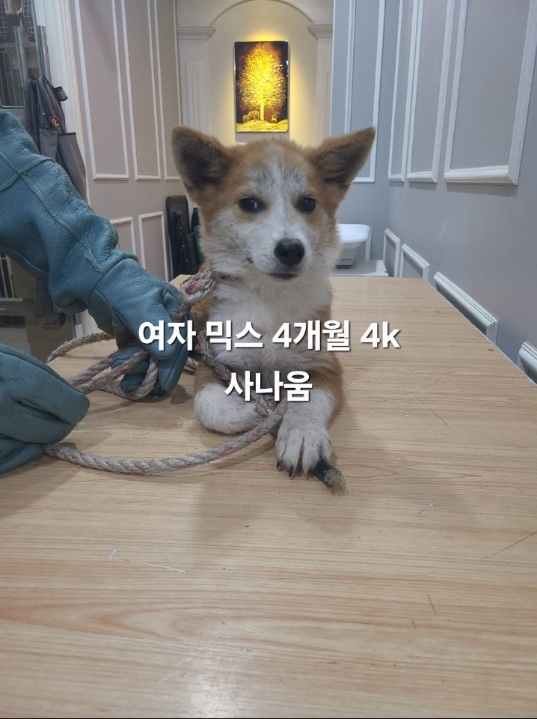 보호중 믹스견의 가…