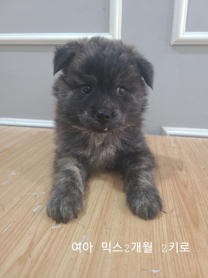 보호중 믹스견의 가…