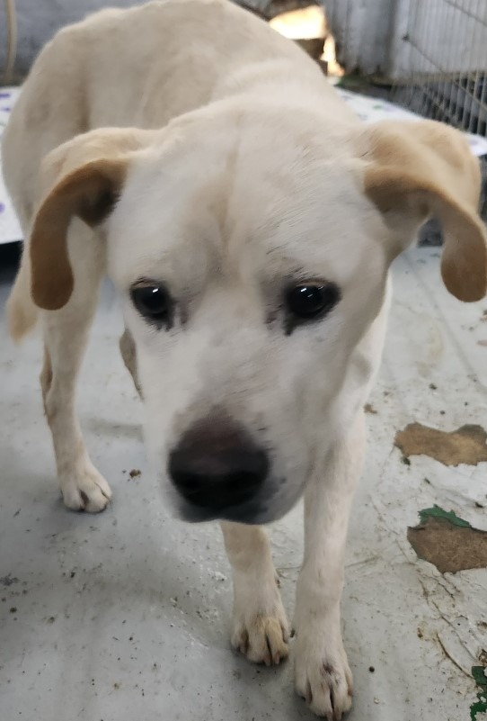 인천수의사회유기동물_428358202500222