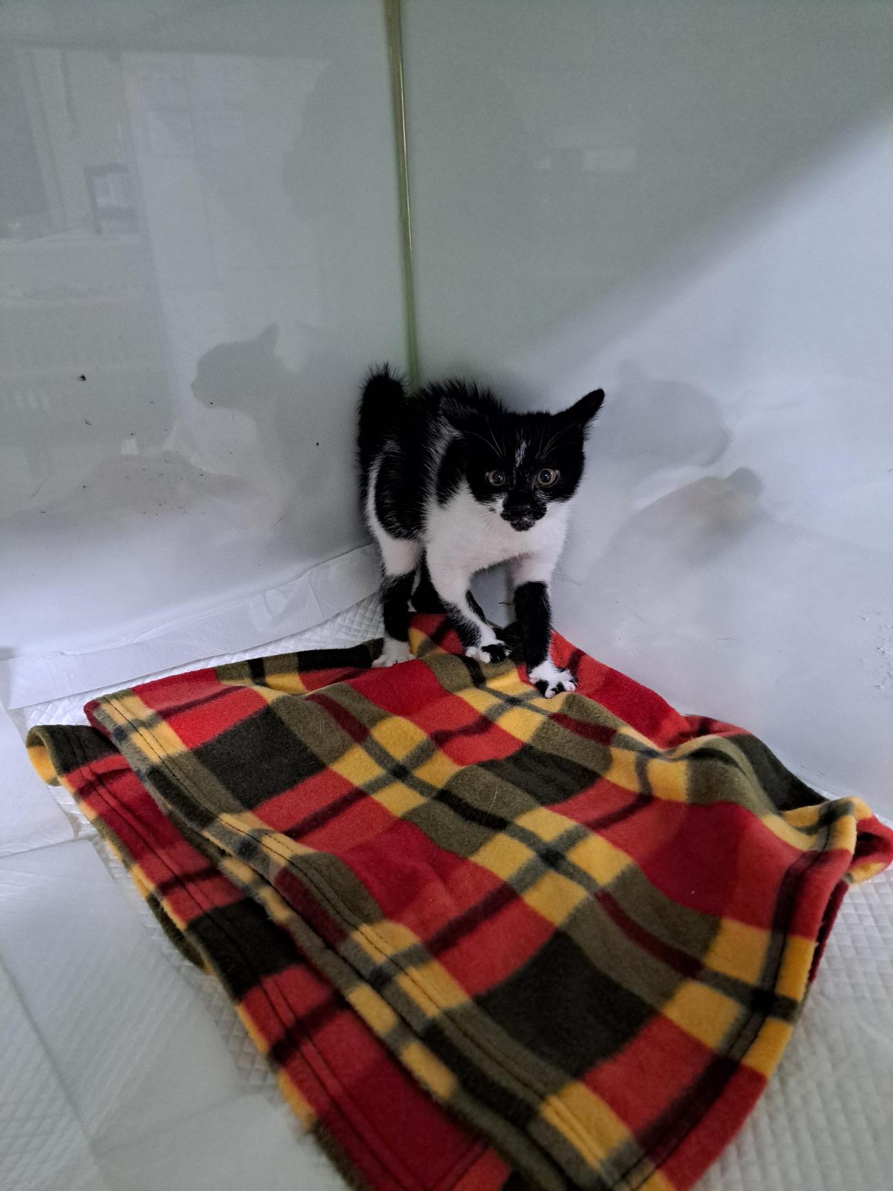 부산동물보호센터_426332202500824