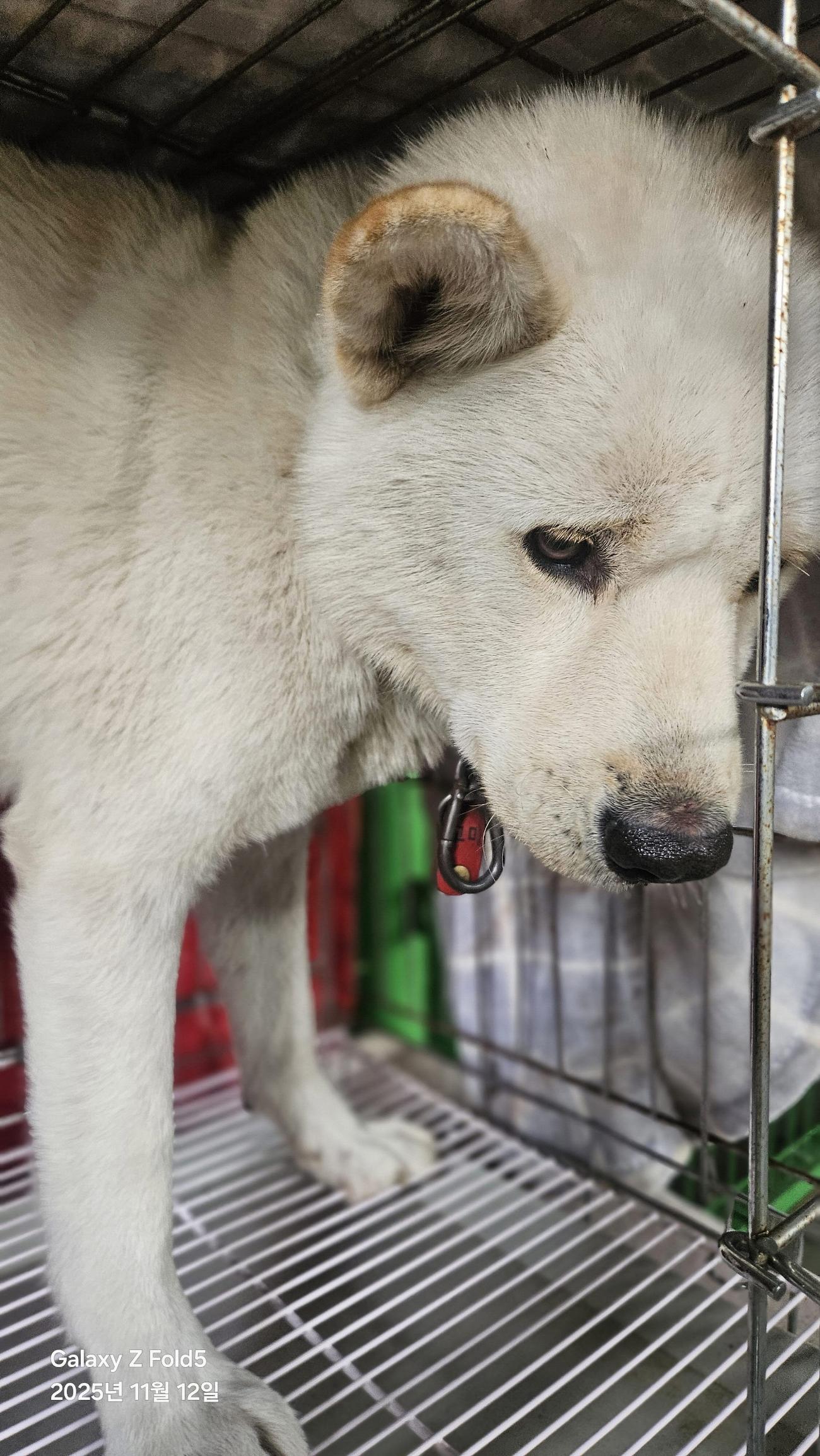 (사)동물보호관리협회_448535202501651