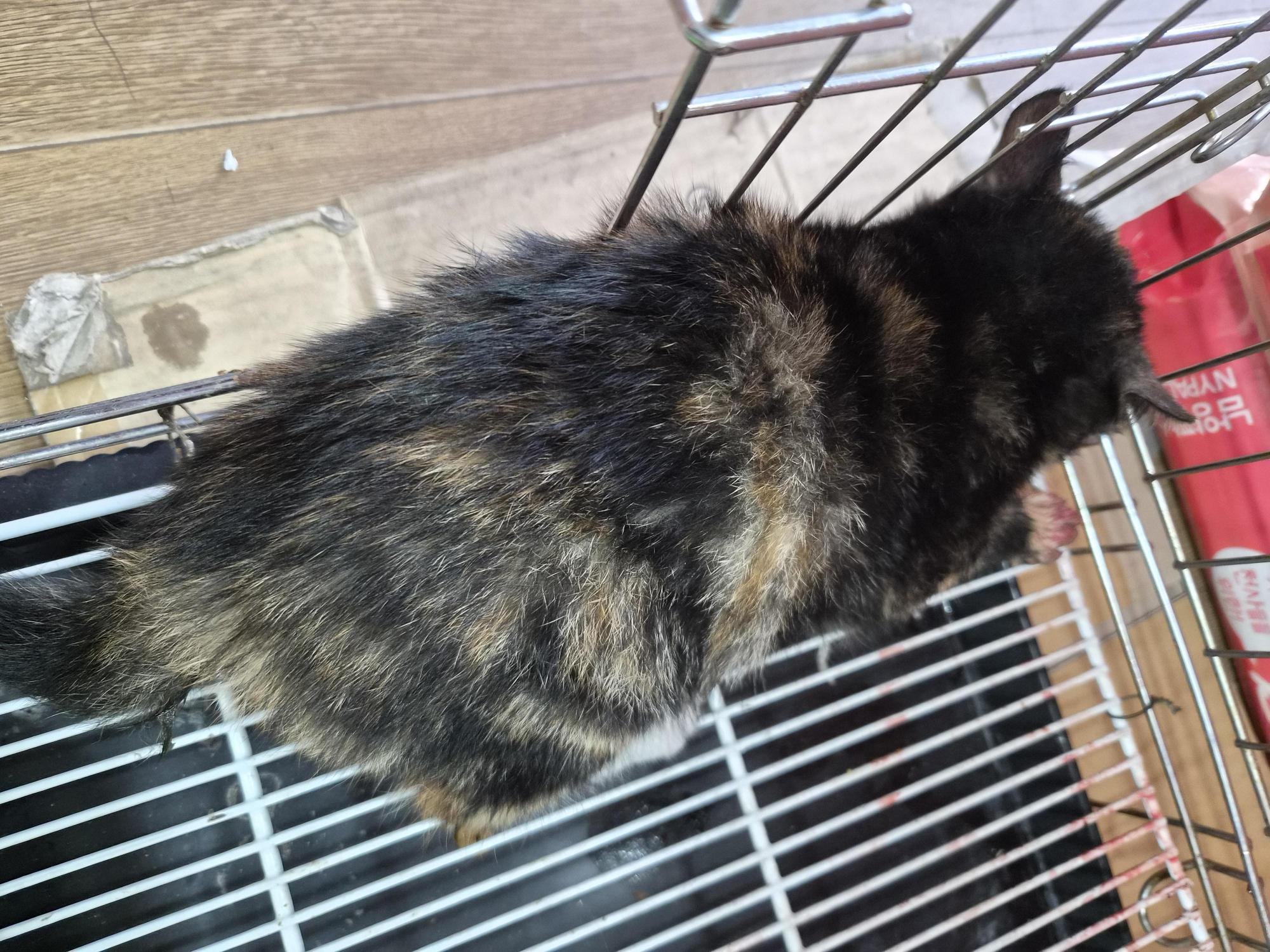 종료(자연사) 한국…