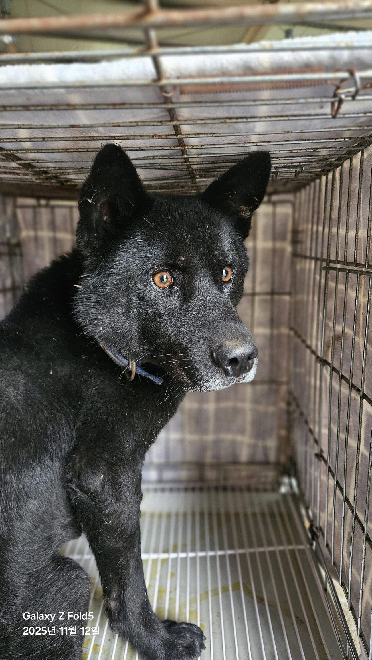 보호중 믹스견의 가…