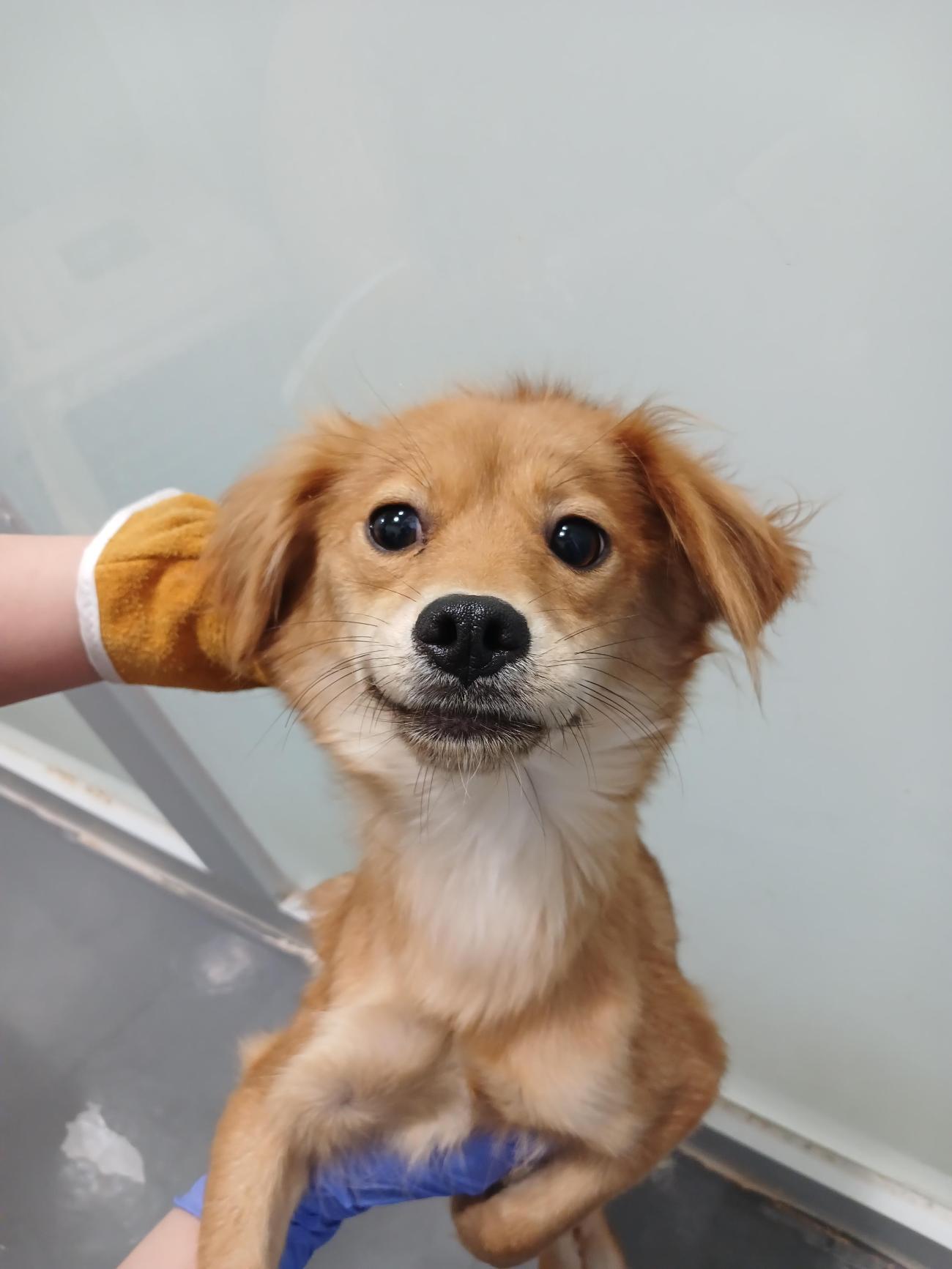 동해시동물보호센터_442421202500208