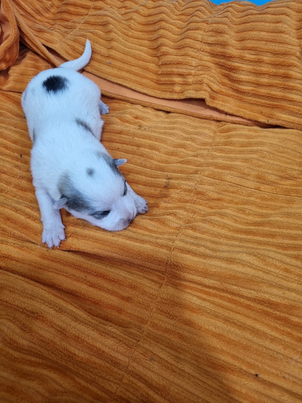 부안군 동물보호센터_445479202501203