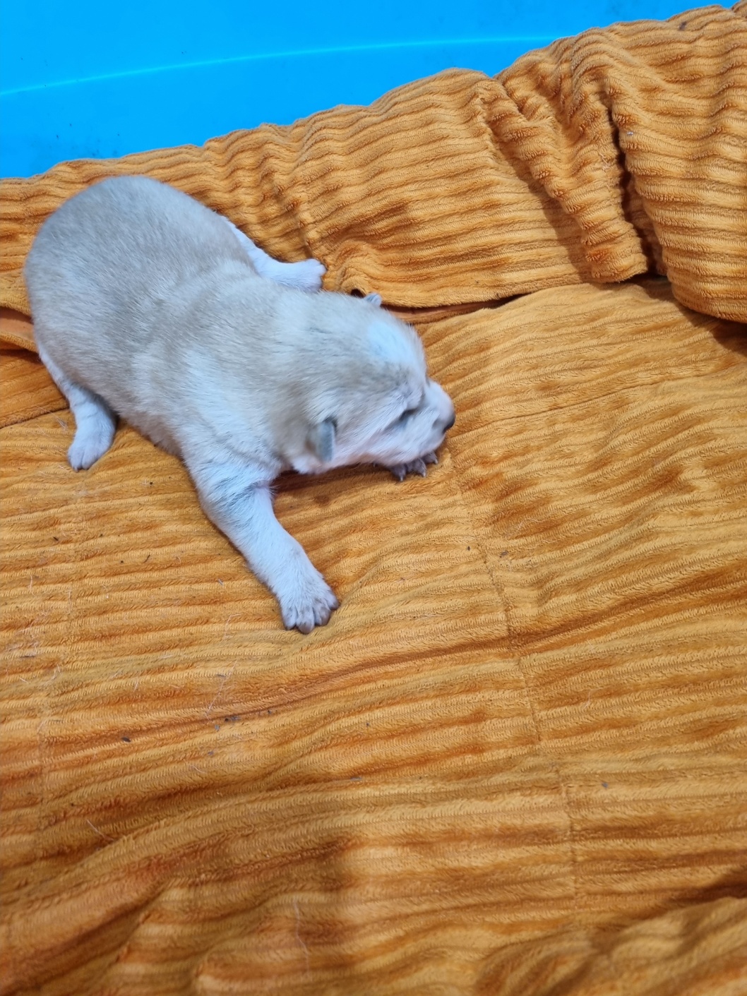 보호중 믹스견의 가…