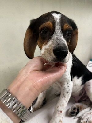 보호중 비글의 가족…