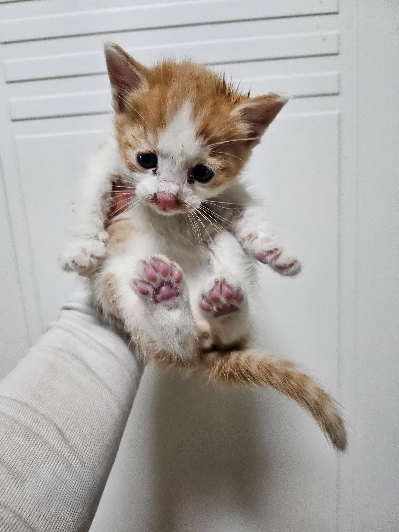 울산유기동물보호센터_431373202501758