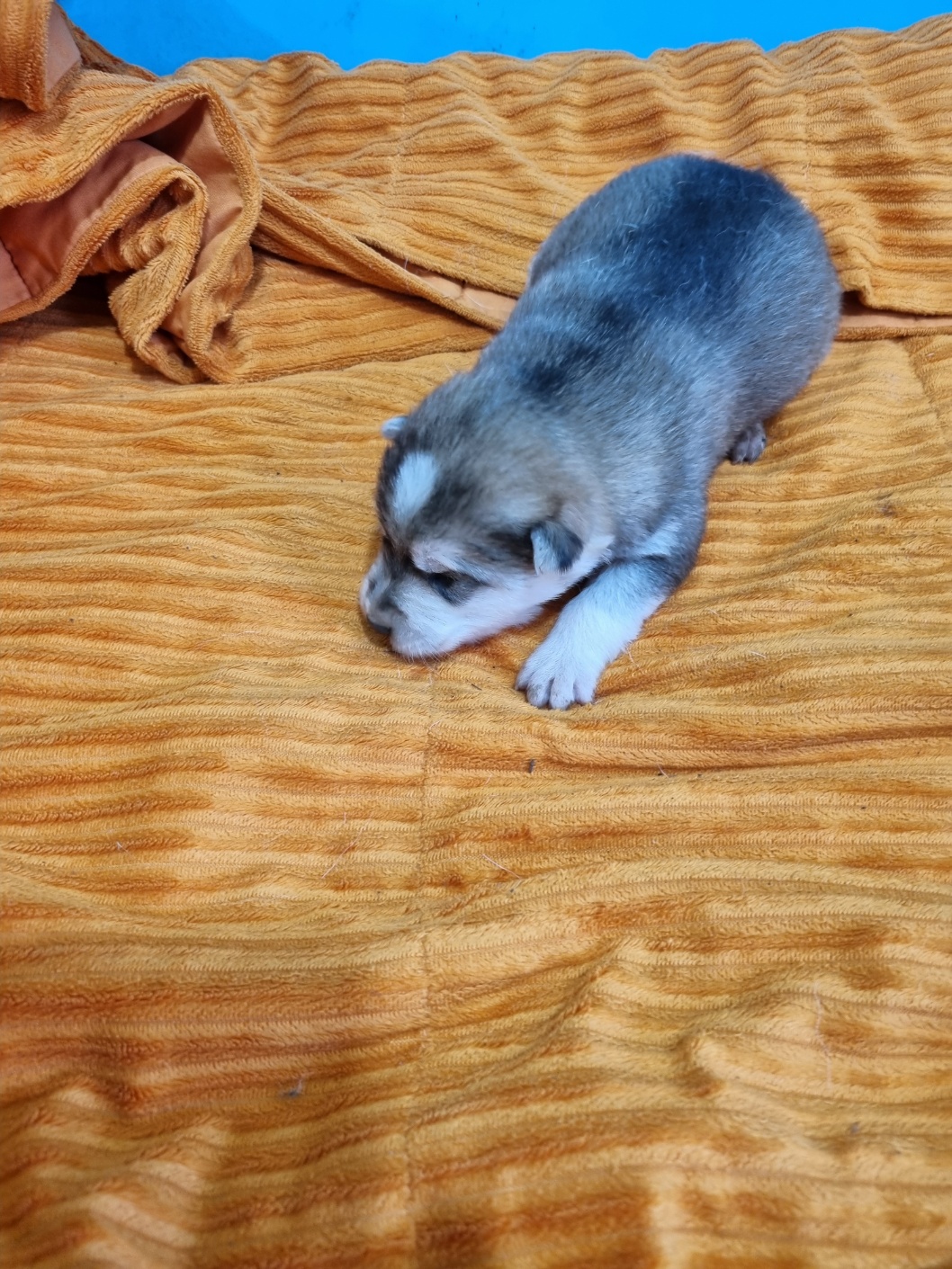 부안군 동물보호센터_445479202501202