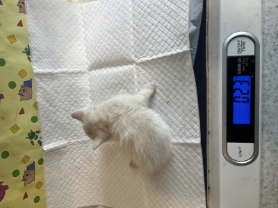 동부동물보호협회_426335202500631