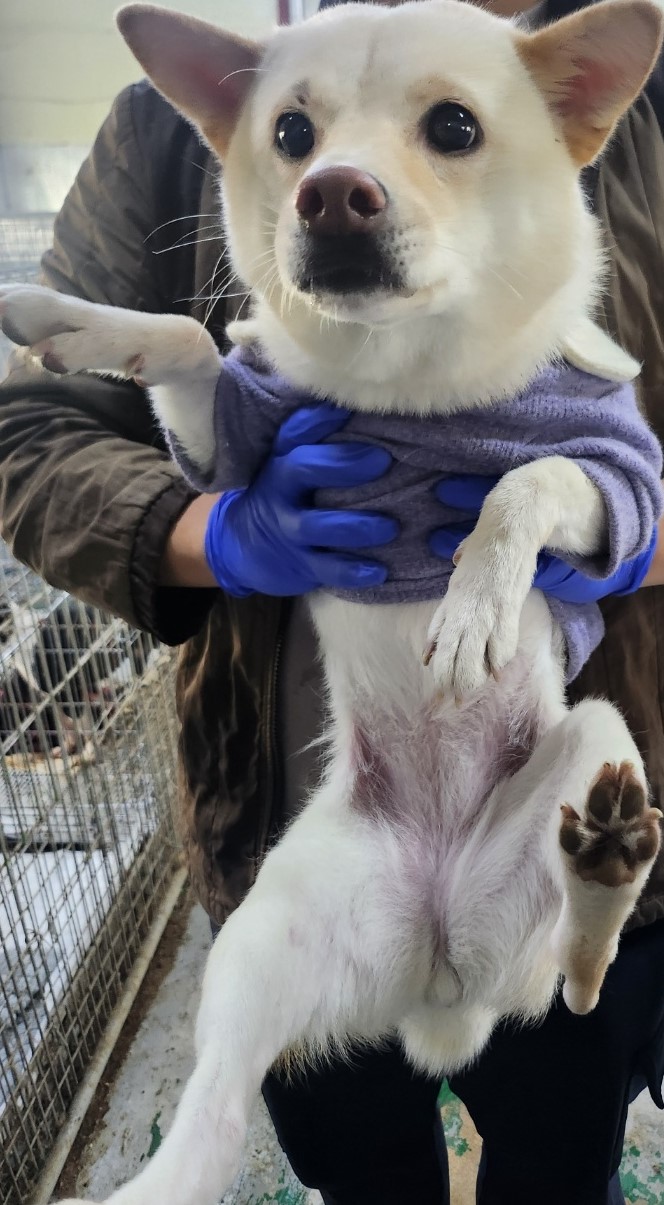 인천광역시수의사회_428351202500661