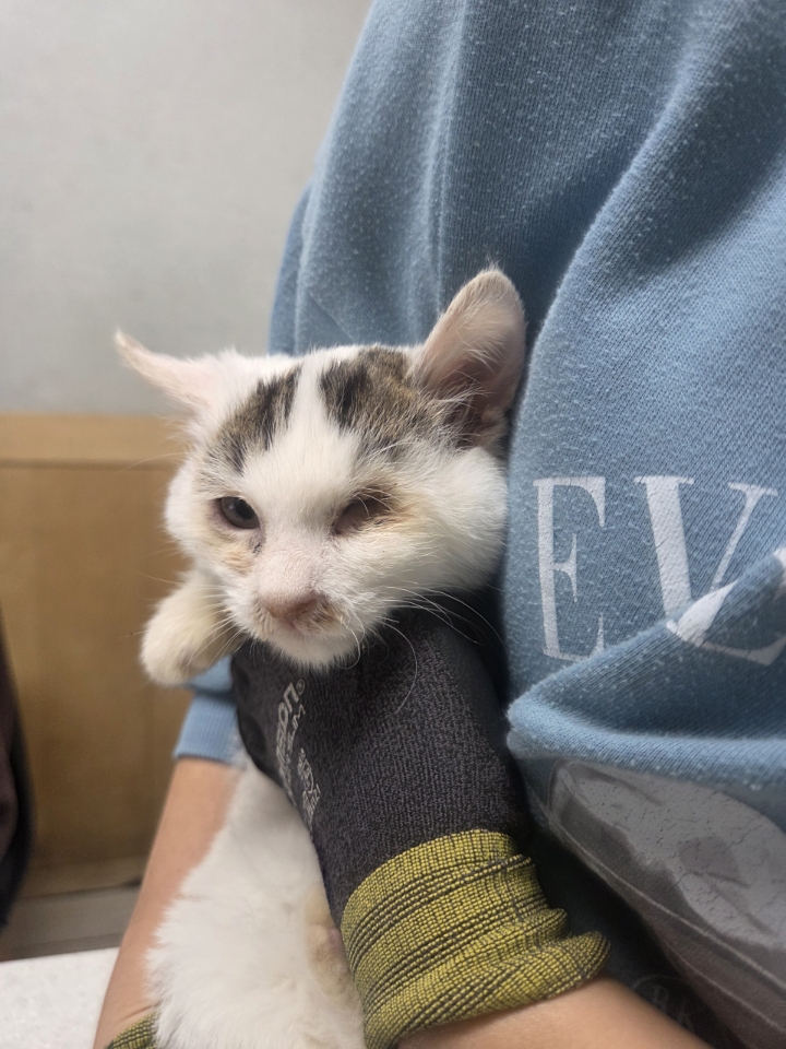 최종주동물병원_443444202500466