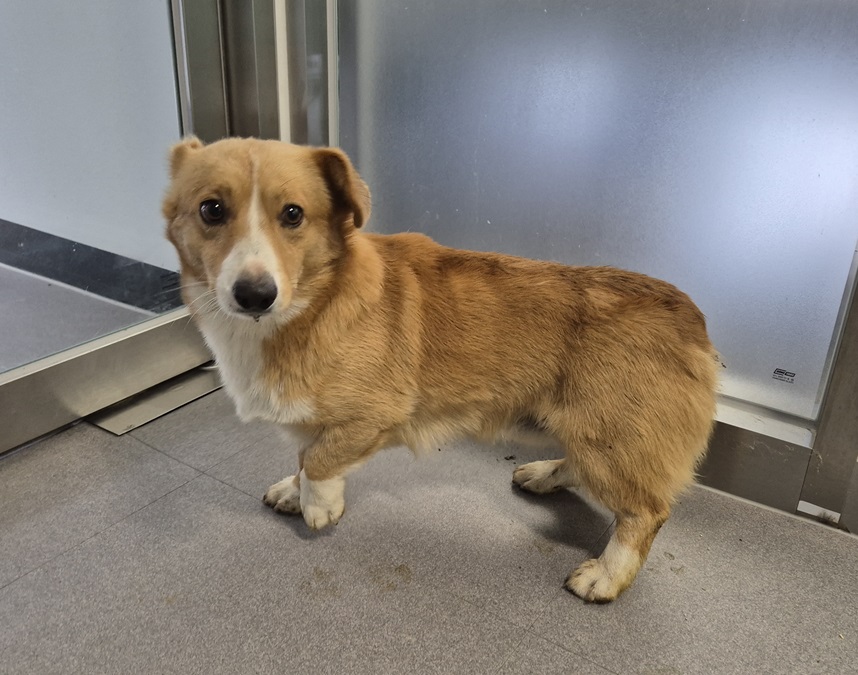 종료(반환) 웰시 …