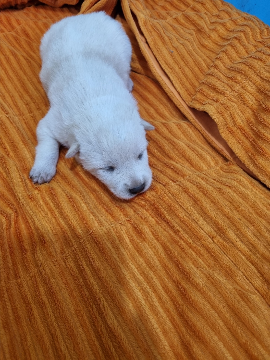 보호중 믹스견의 가…