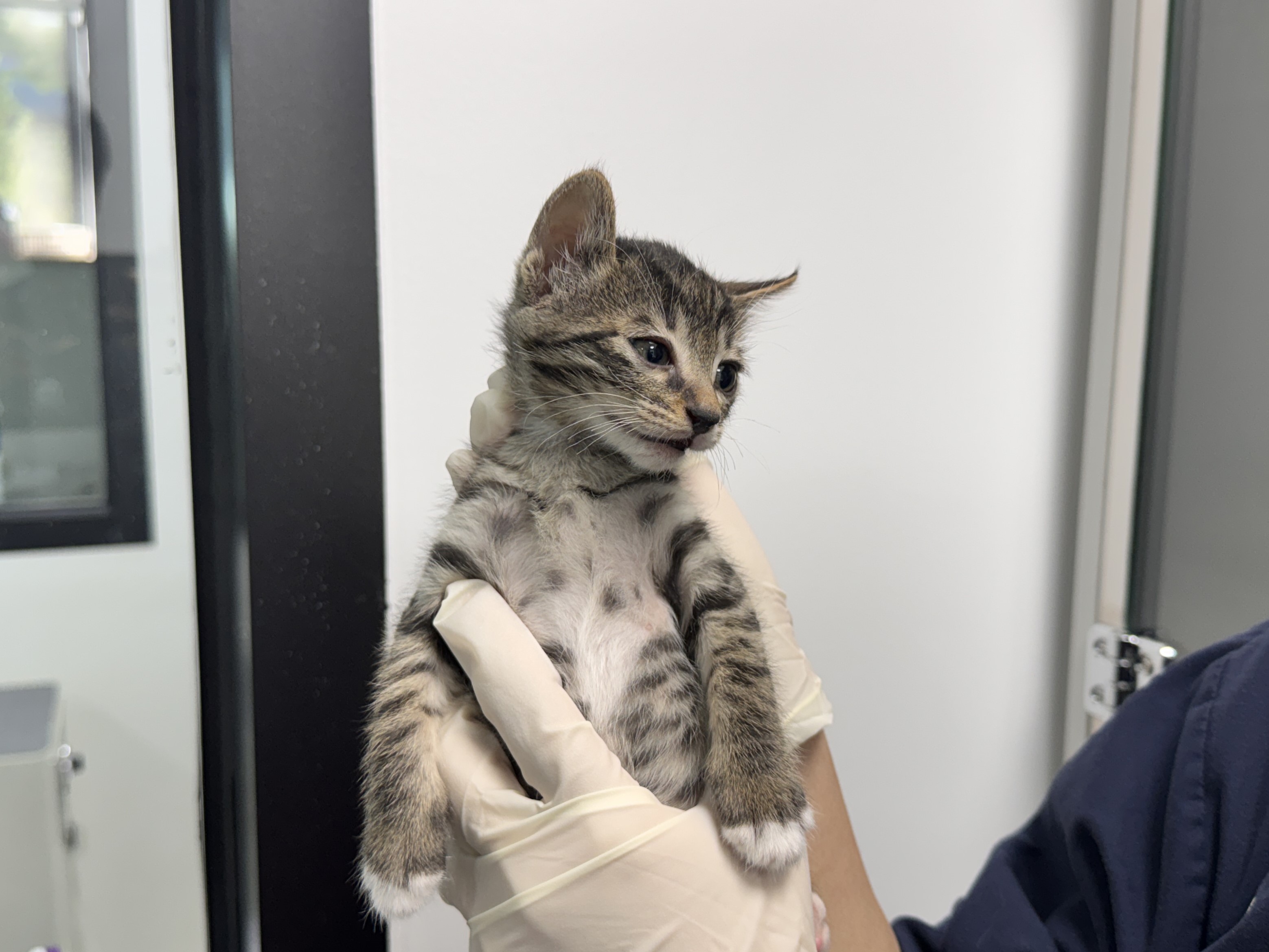 한국동물구조관리협회_411304202500640