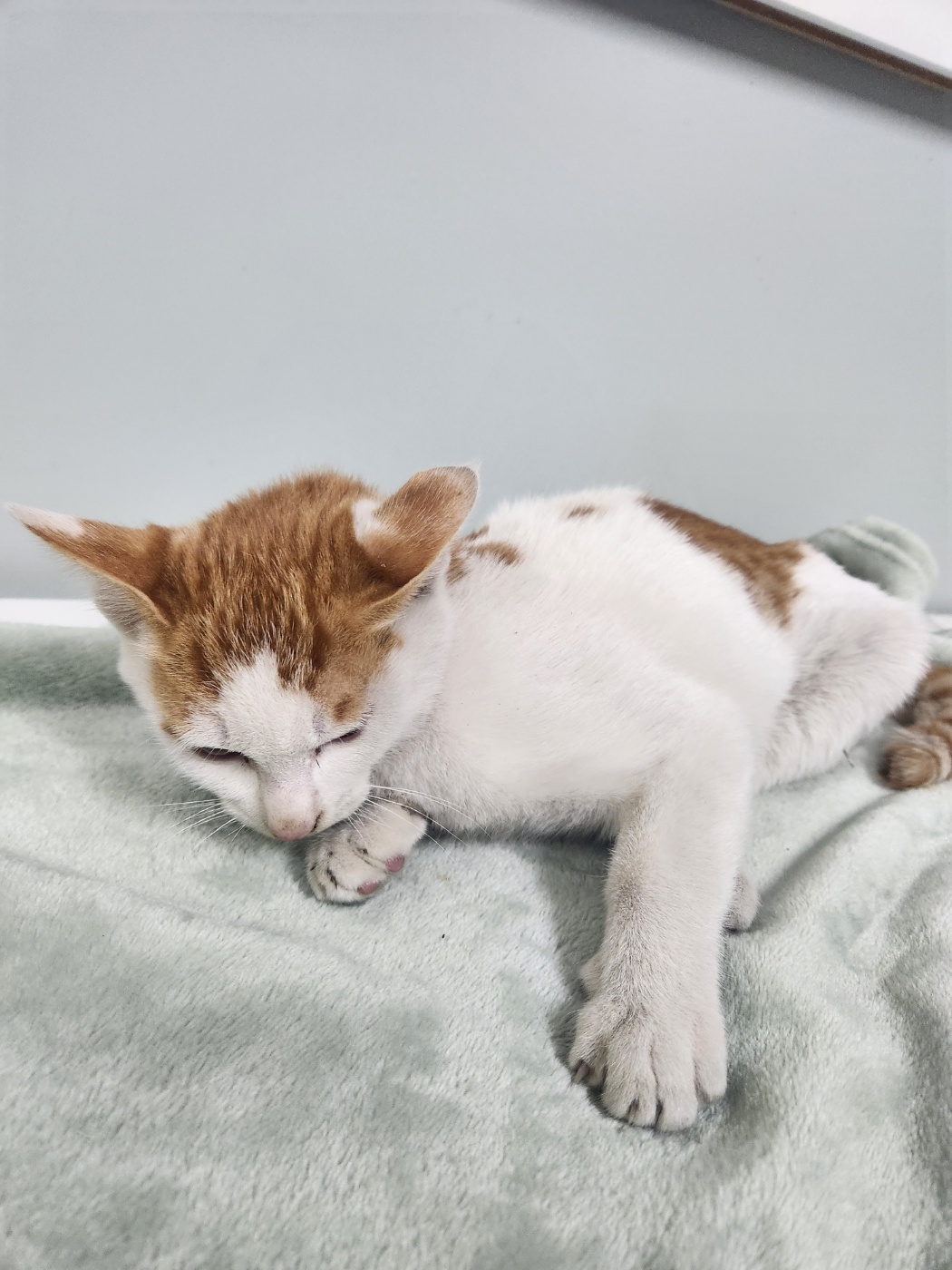 종료(자연사) 한국…