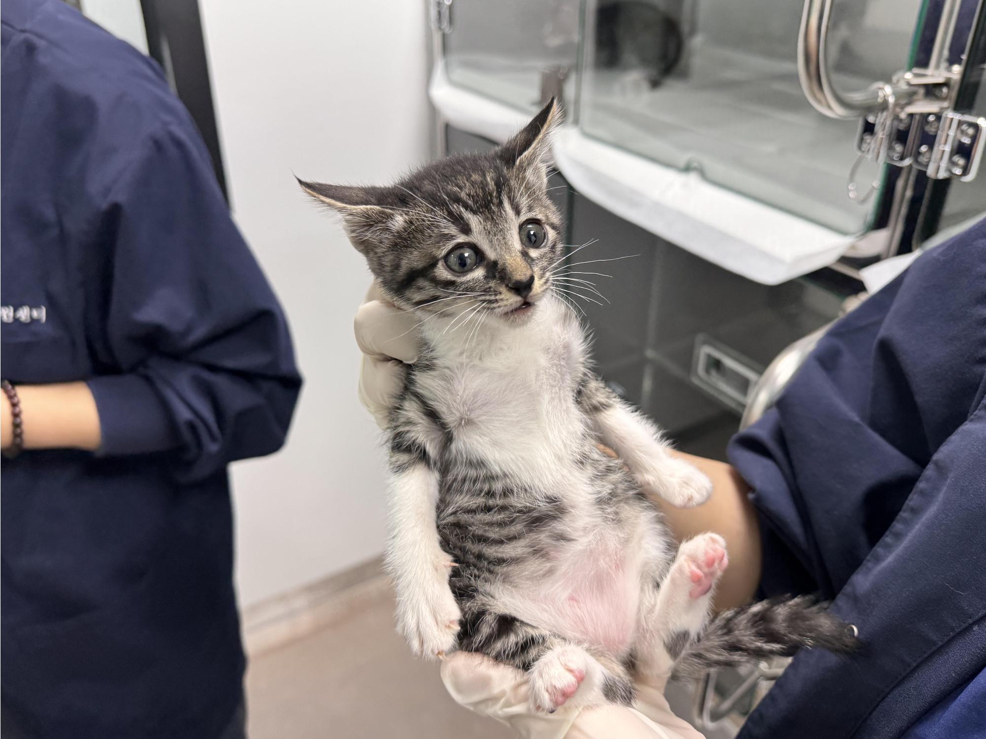 보호중 한국 고양이…