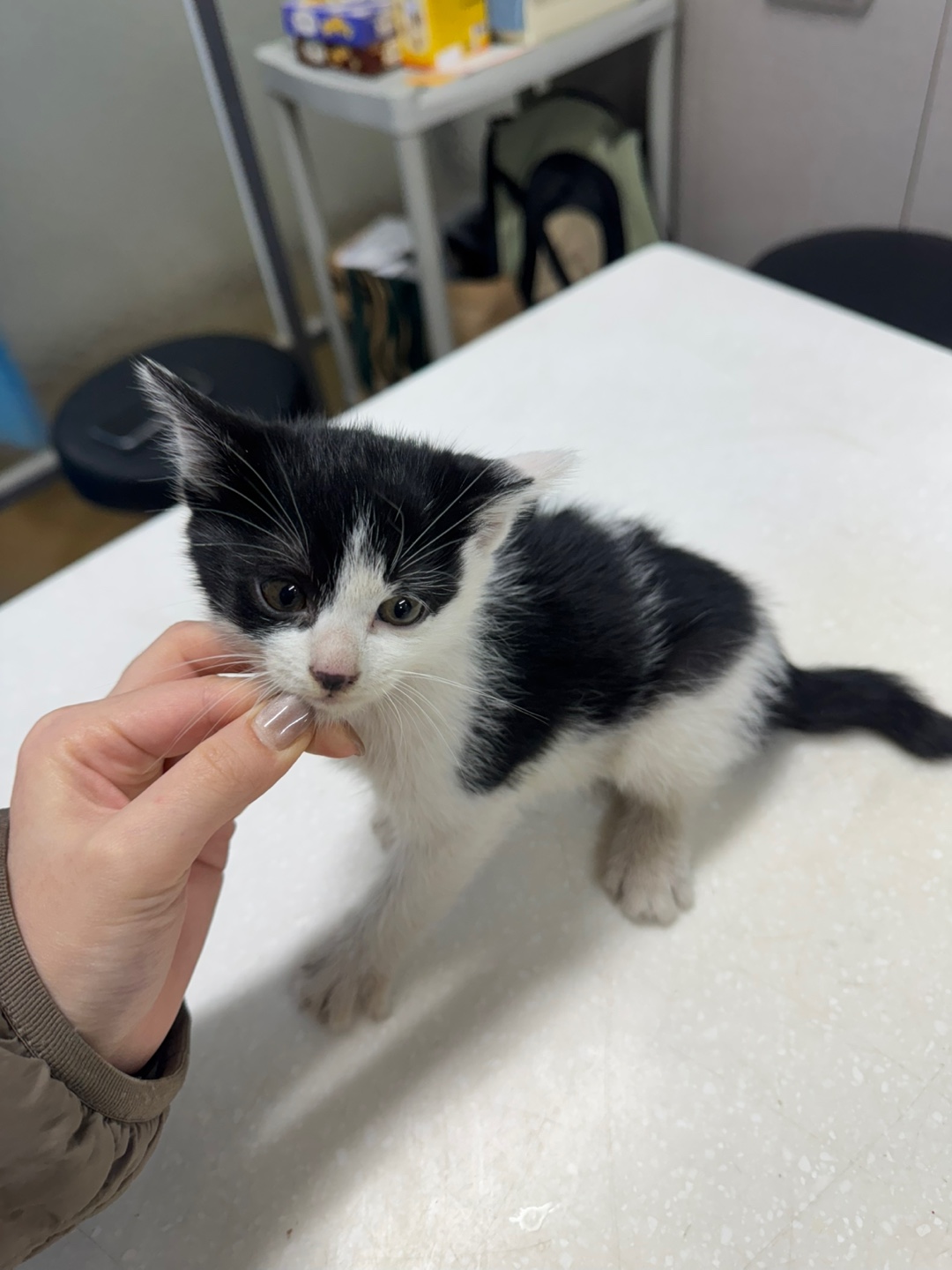 종료(입양) 한국 …