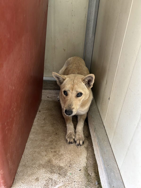 보호중 믹스견의 가…