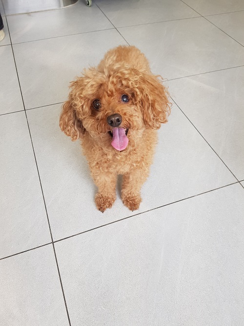 조재진동물병원_428354202501196