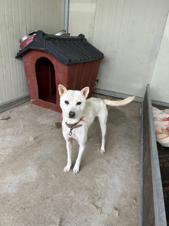 보호중 진도견의 가…