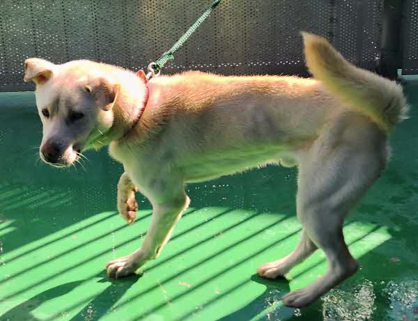 보호중 믹스견의 가…