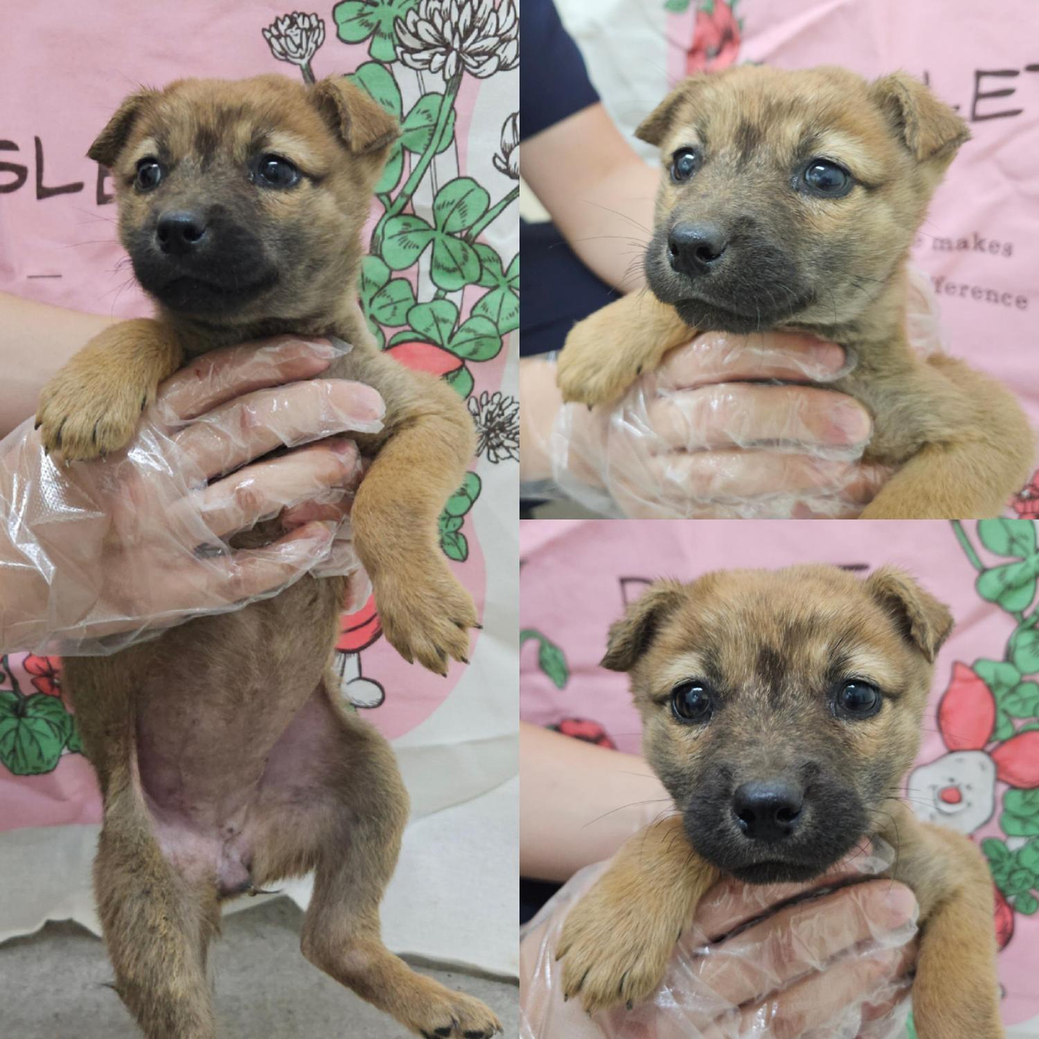 보호중 믹스견의 가…