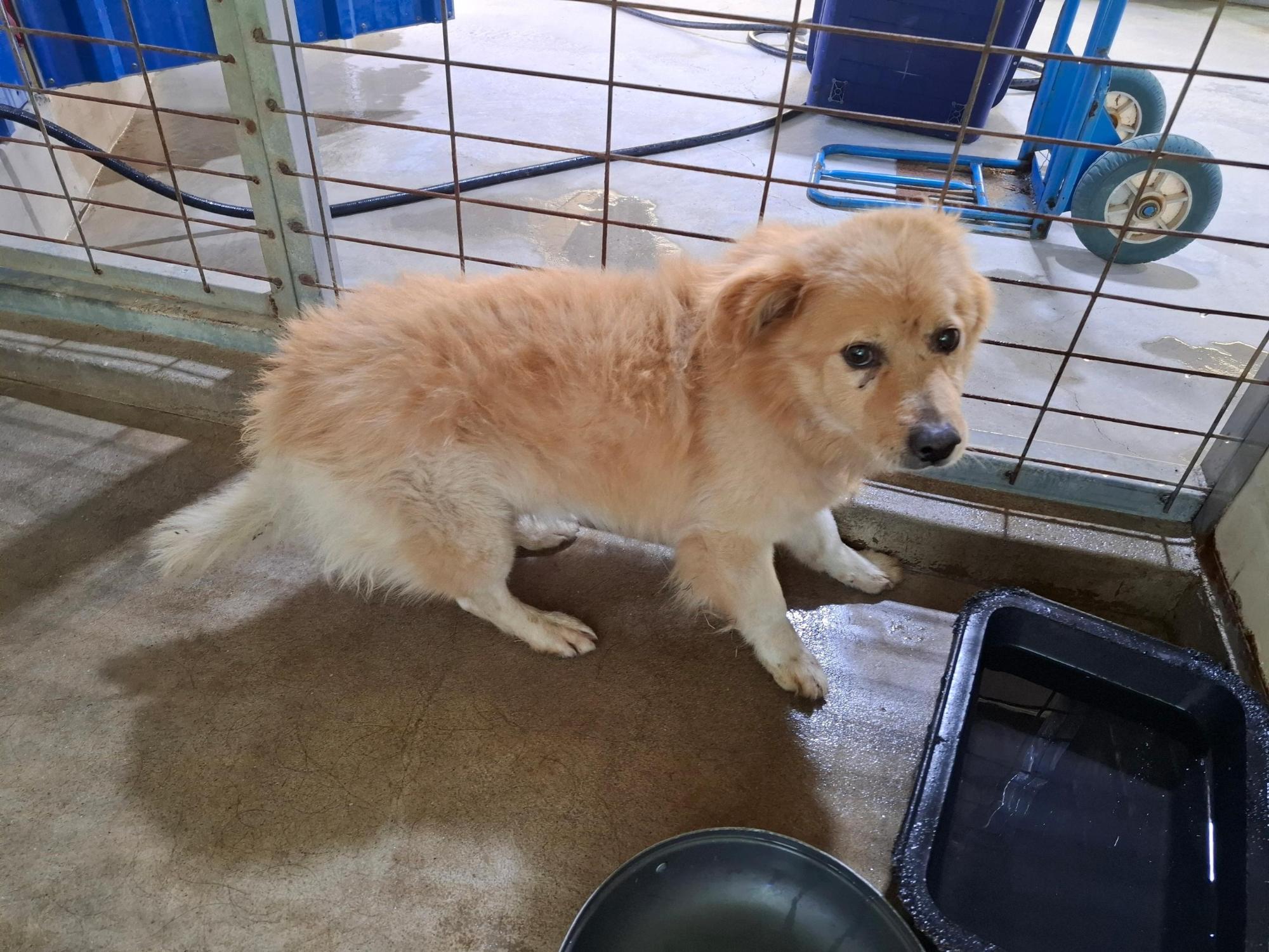 보호중 믹스견의 가…