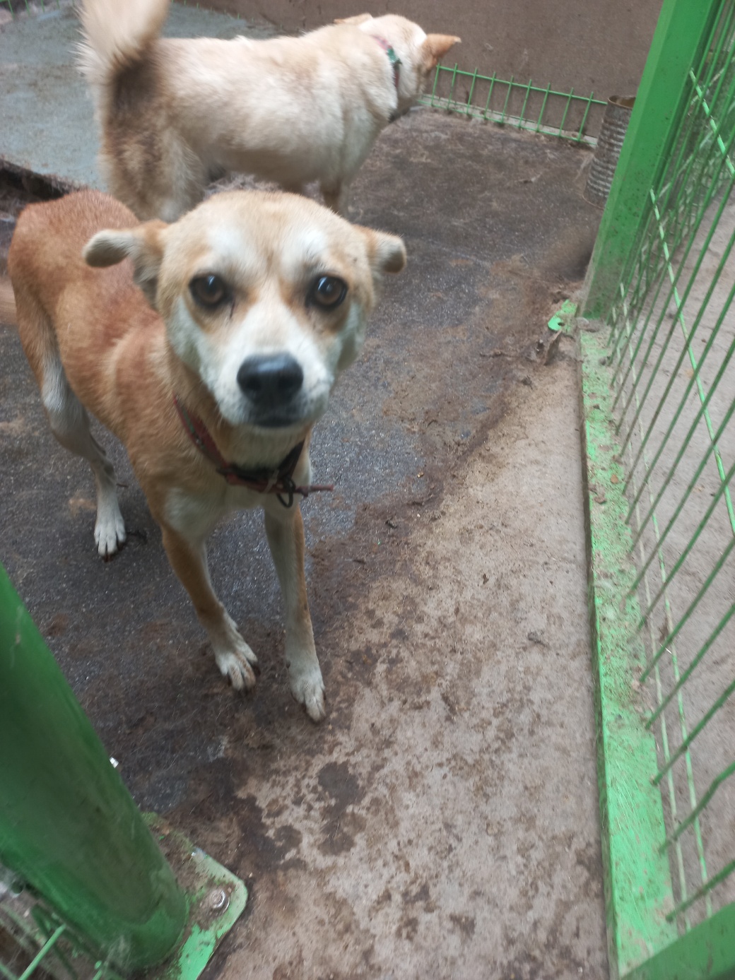 보호중 믹스견의 가…