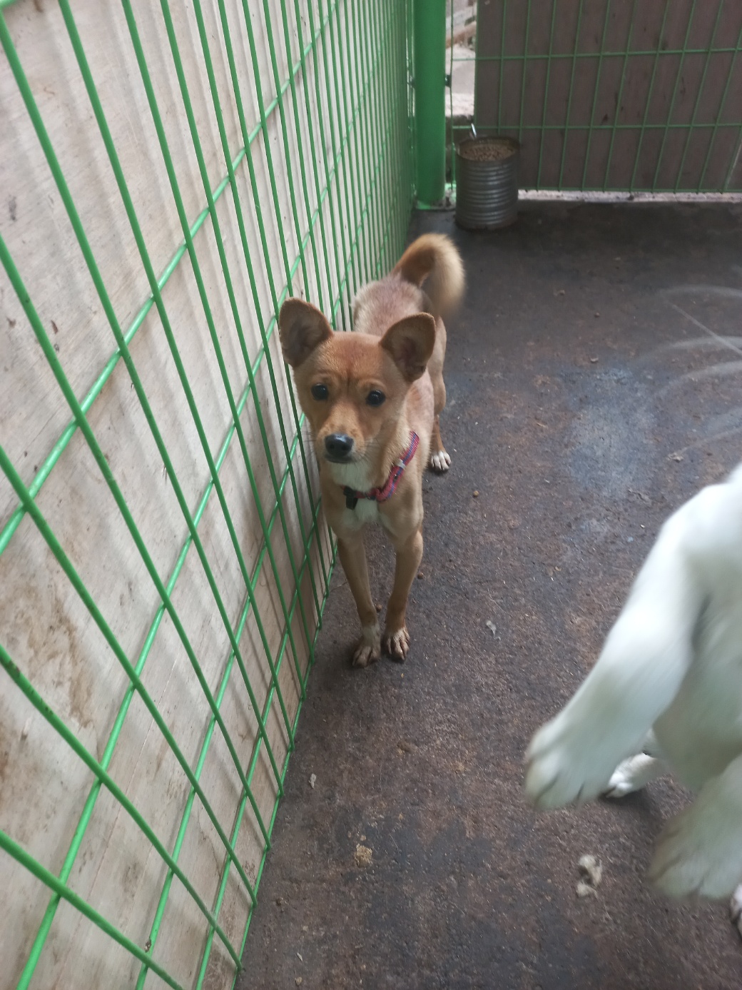 보호중 믹스견의 가…