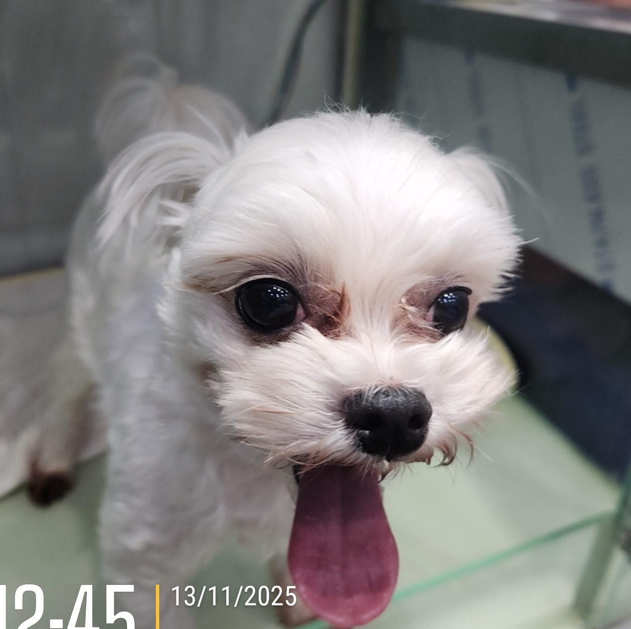 종료(반환) 말티즈…