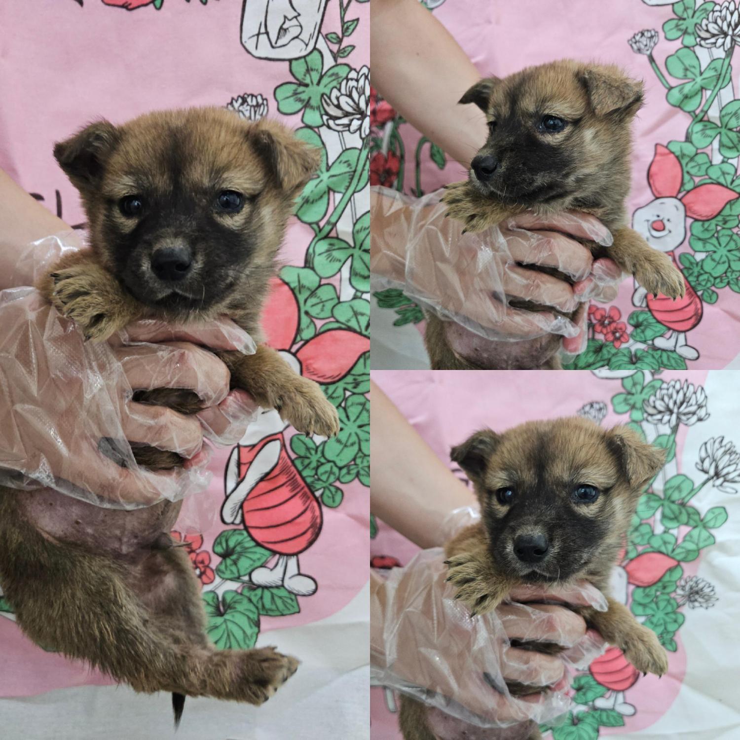 경주동물사랑보호센터_447505202501572