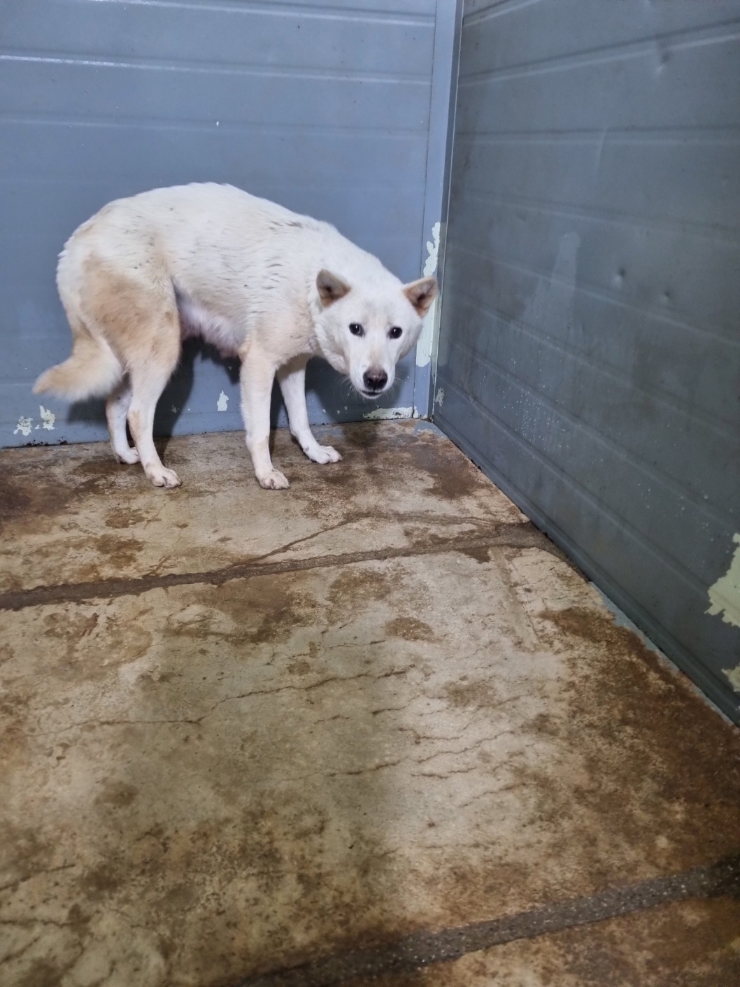 보호중 믹스견의 가…