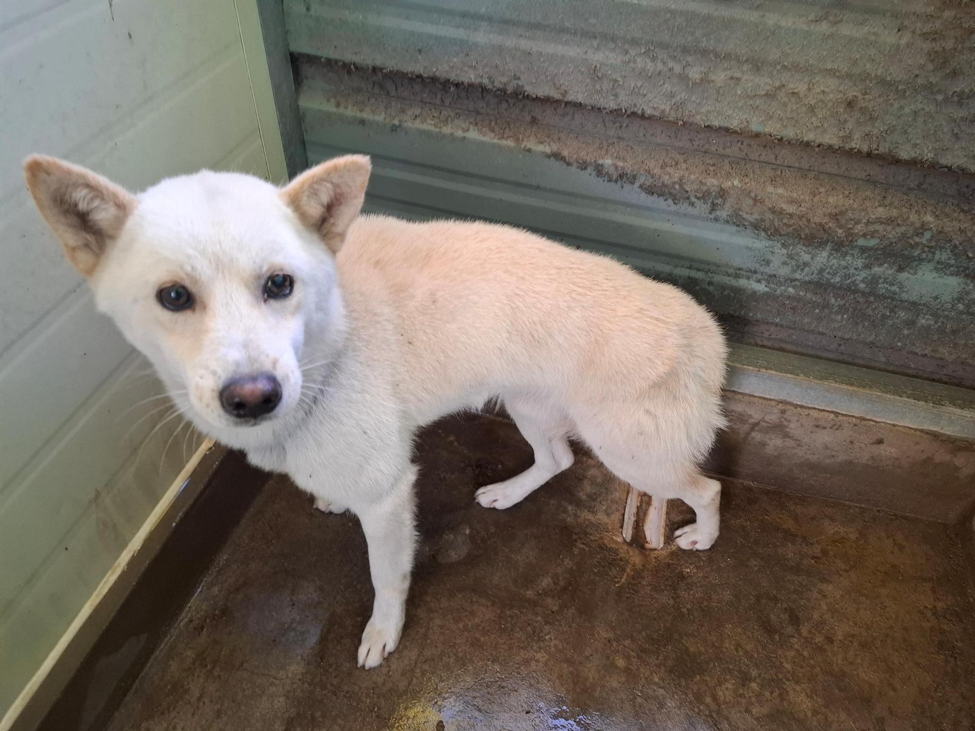 보호중 믹스견의 가…