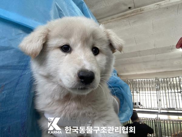 보호중 믹스견의 가…