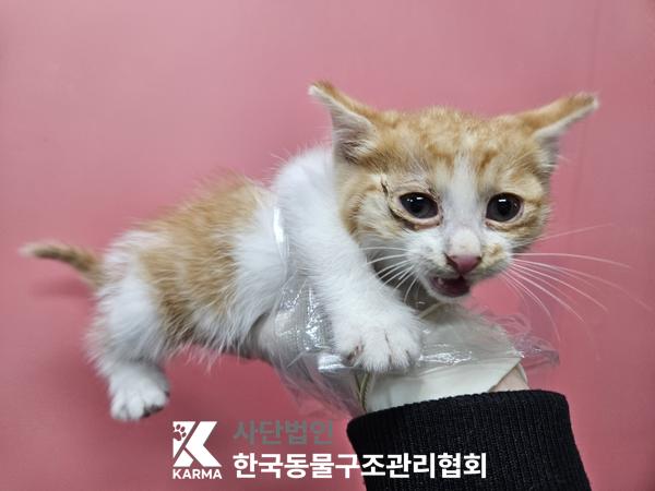 한국동물구조관리협회_411317202500583