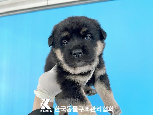 한국동물구조관리협회_441409202501703