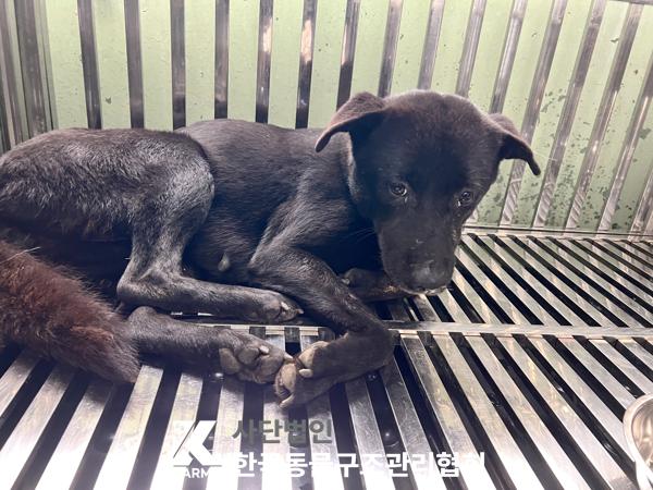 보호중 믹스견의 가…