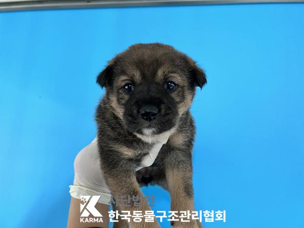 보호중 믹스견의 가…