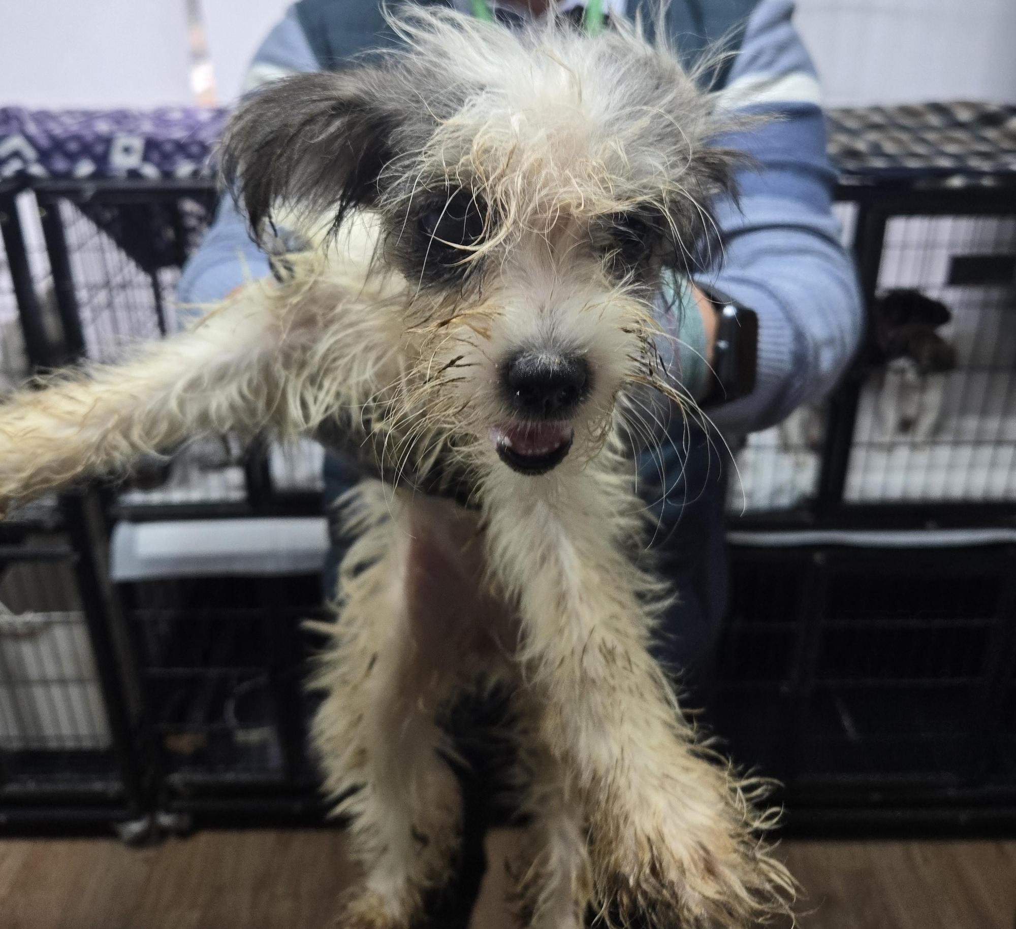 노원반려동물문화센터_411310202500772