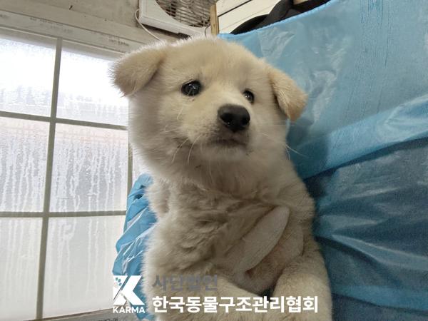 보호중 믹스견의 가…