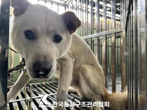 한국동물구조관리협회_441409202501710