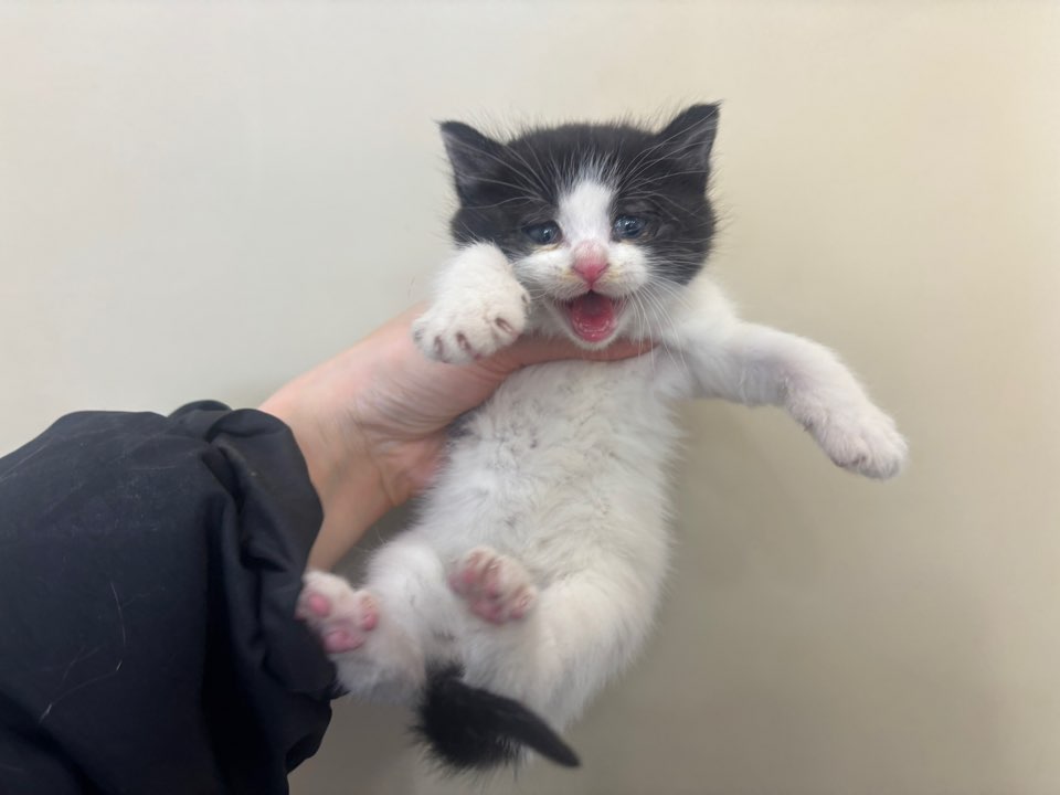 보호중 한국 고양이…