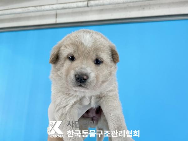 한국동물구조관리협회_441409202501705