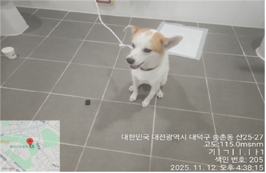 종료(반환) 믹스견…