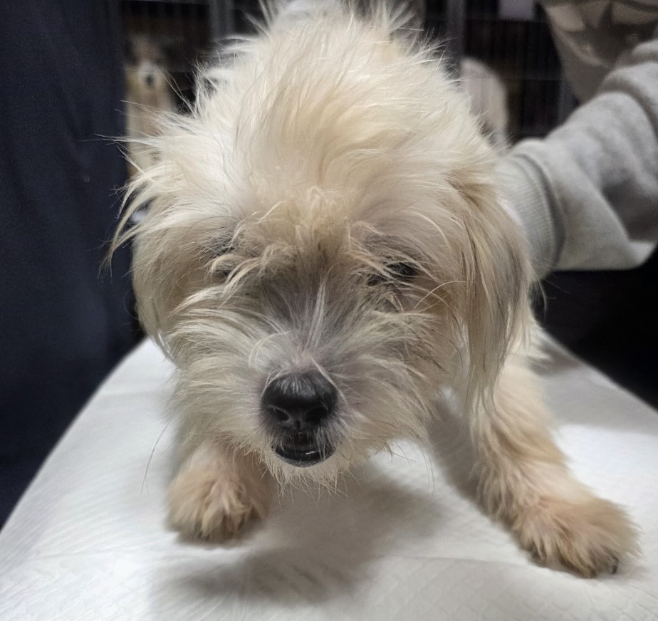 보호중 믹스견의 가…