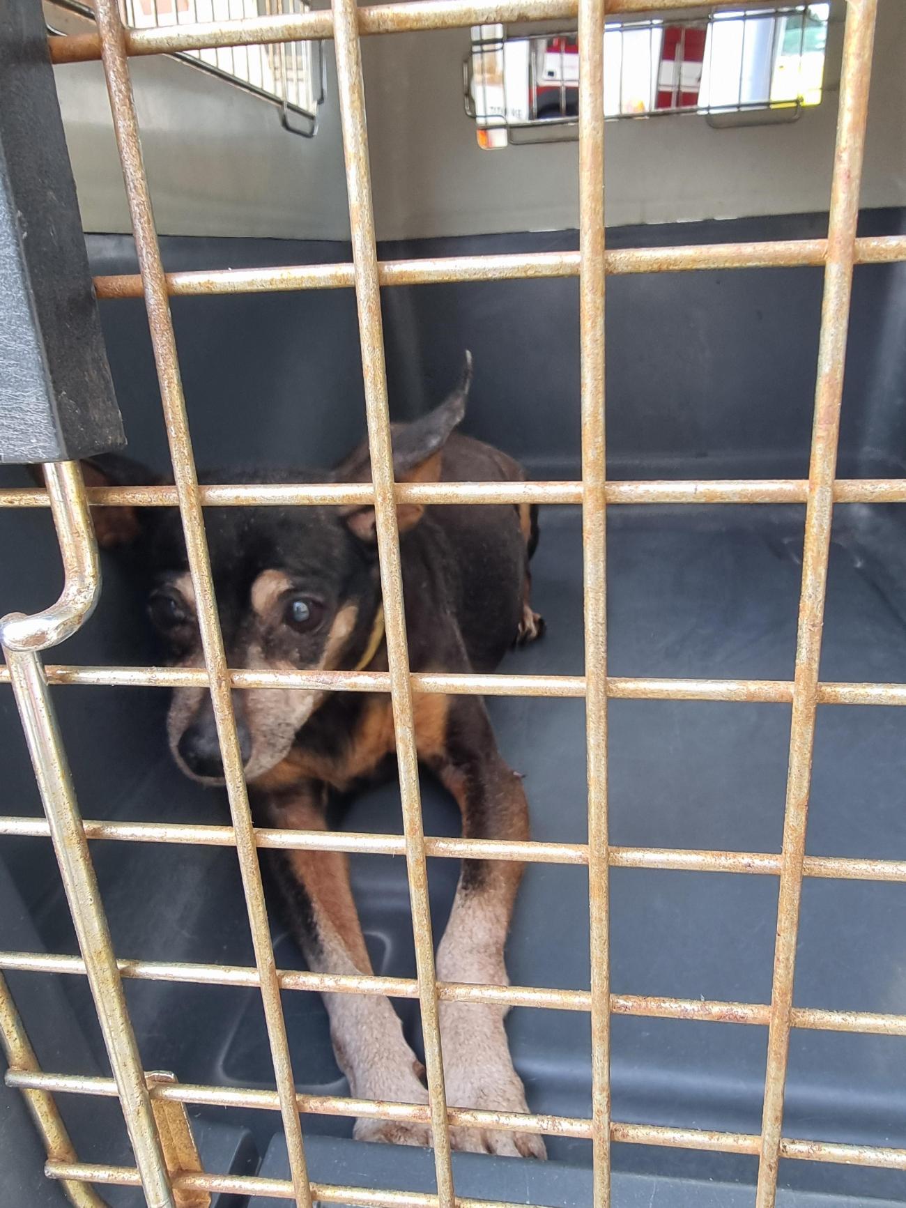 보호중 믹스견의 가…