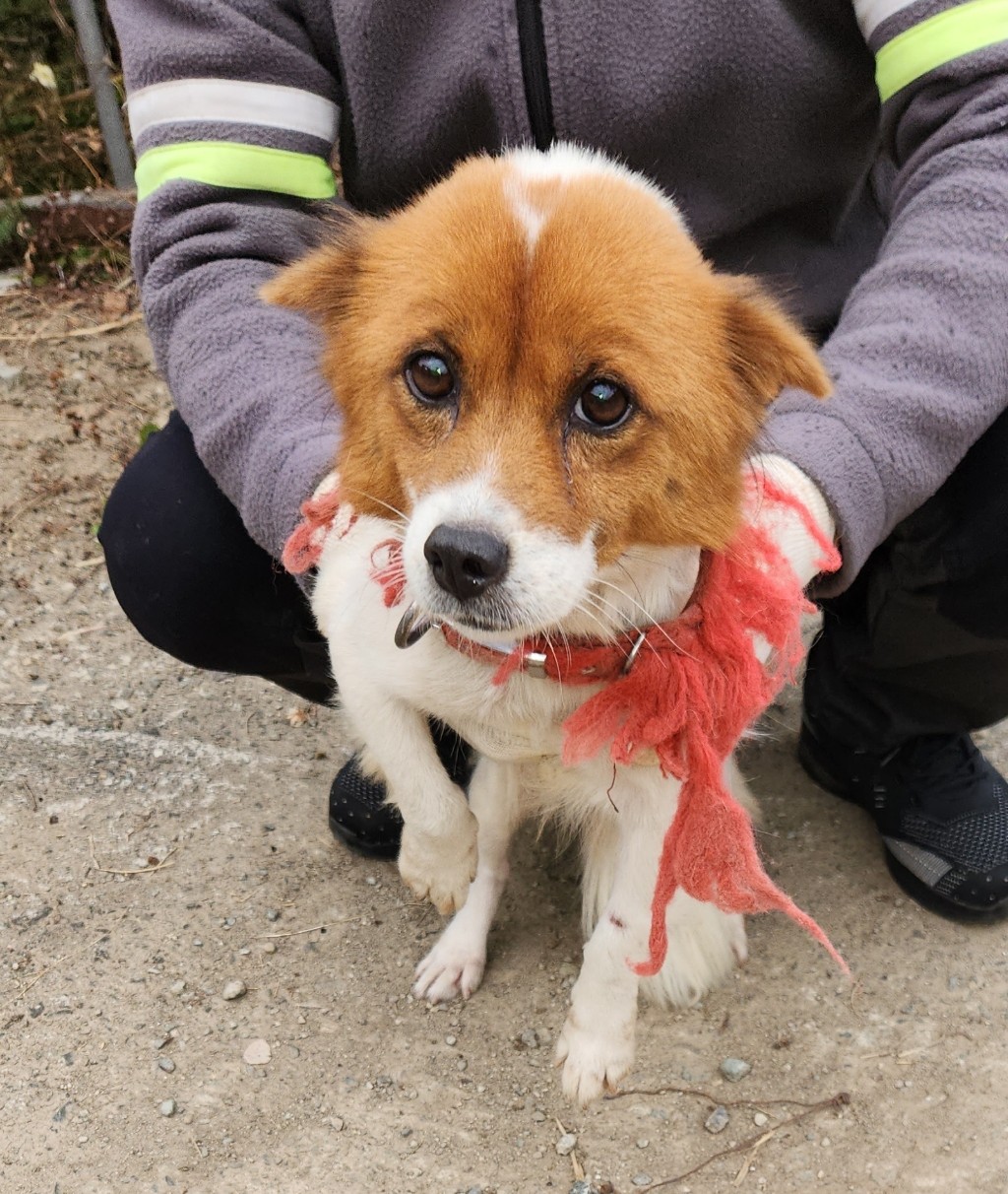 강진군 유기견 보호소_446492202500180