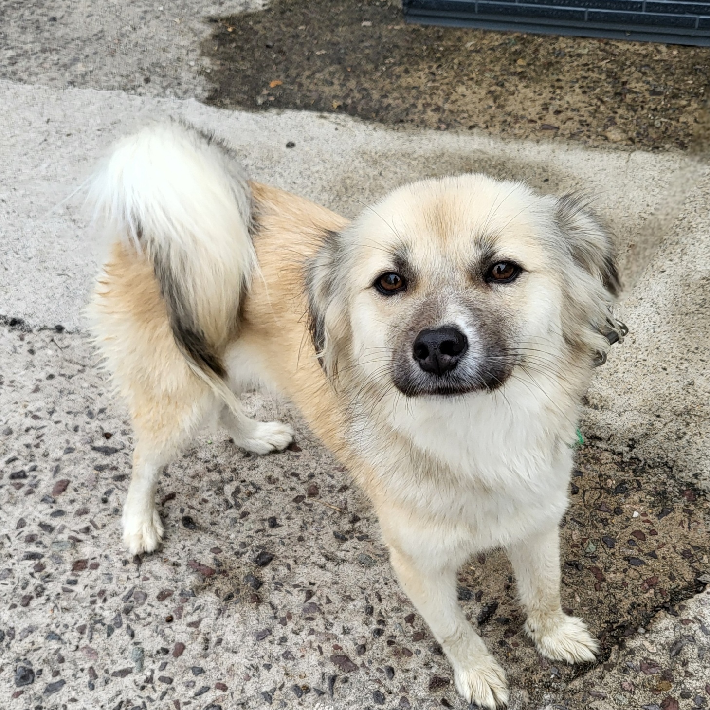 보호중 믹스견의 가…