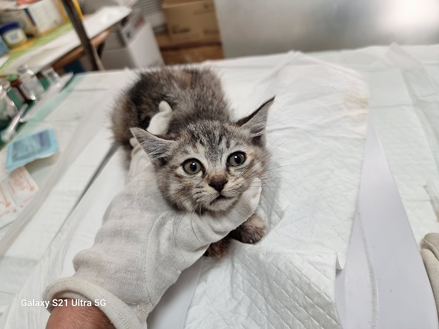 경동동물병원_428349202501007